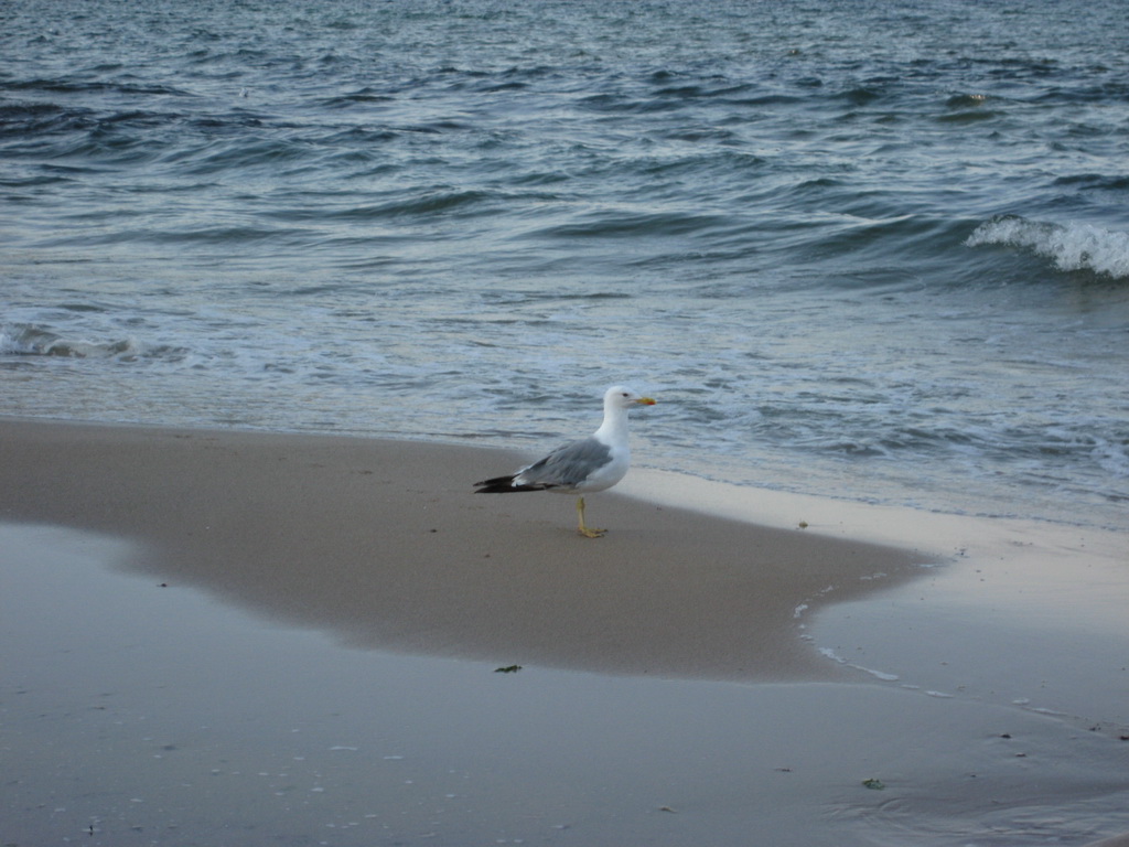 beach2011_01